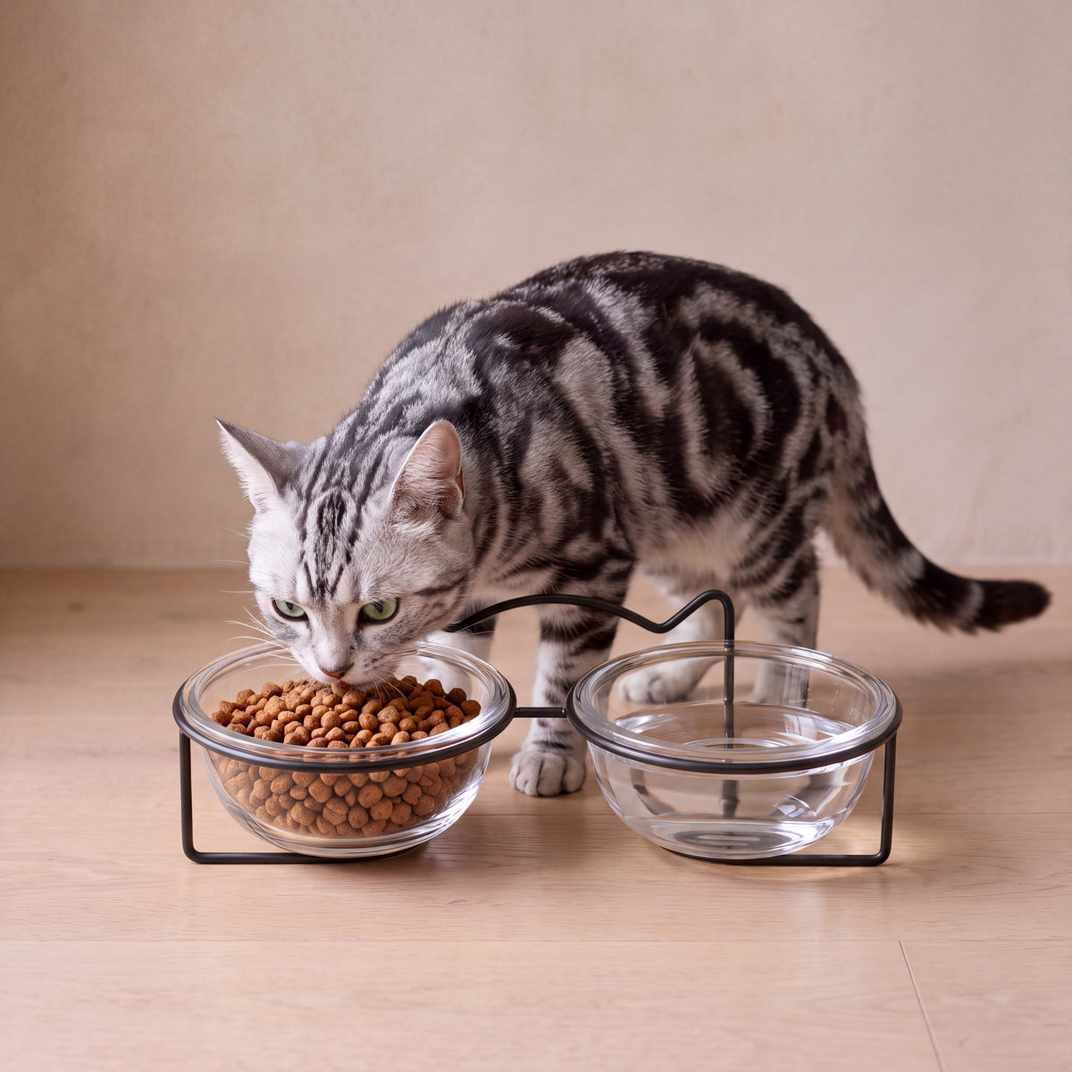 Gleam Glass Bowl Stand - Black Double 2x300 ml - with a cat