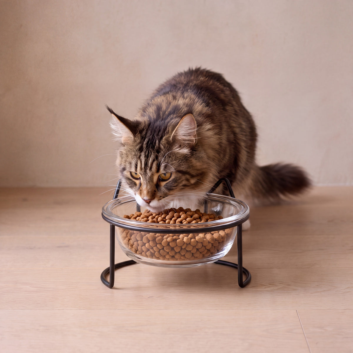 Gleam Glass Bowl Stand - Black Single 300 ml - with a cat