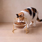 Gleam Glass Bowl Stand - Gold Single 300 ml - with a cat