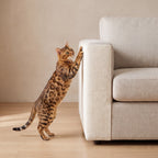 Guard Couch Scratch Wrap - Warm white - with a cat