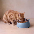 Pebble Steel Bowl - Dusty Blue - with a cat