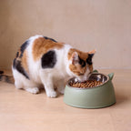 Pebble Steel Bowl - Sage - with a cat