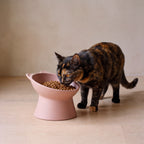 Pillar Tilted Bowl - Pink - with a cat