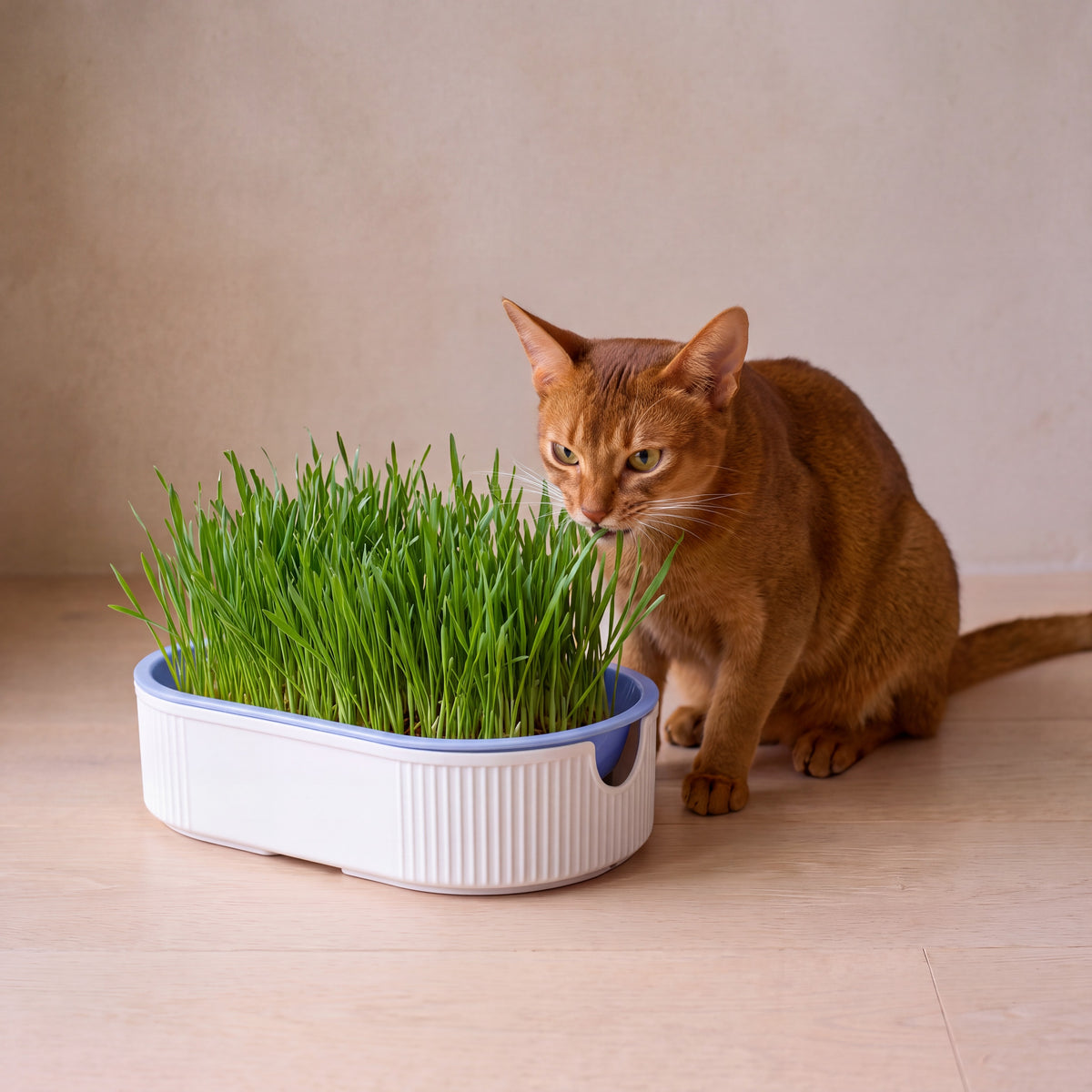 Sprout Cat Grass Box - Blue - with a cat