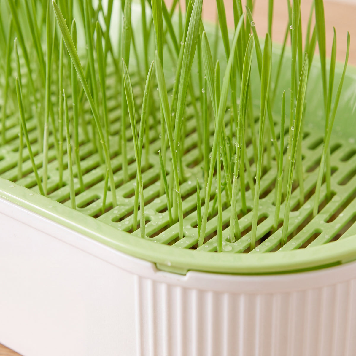 Sprout Cat Grass Box - Green - close up