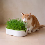 Sprout Cat Grass Box - Green - with a cat