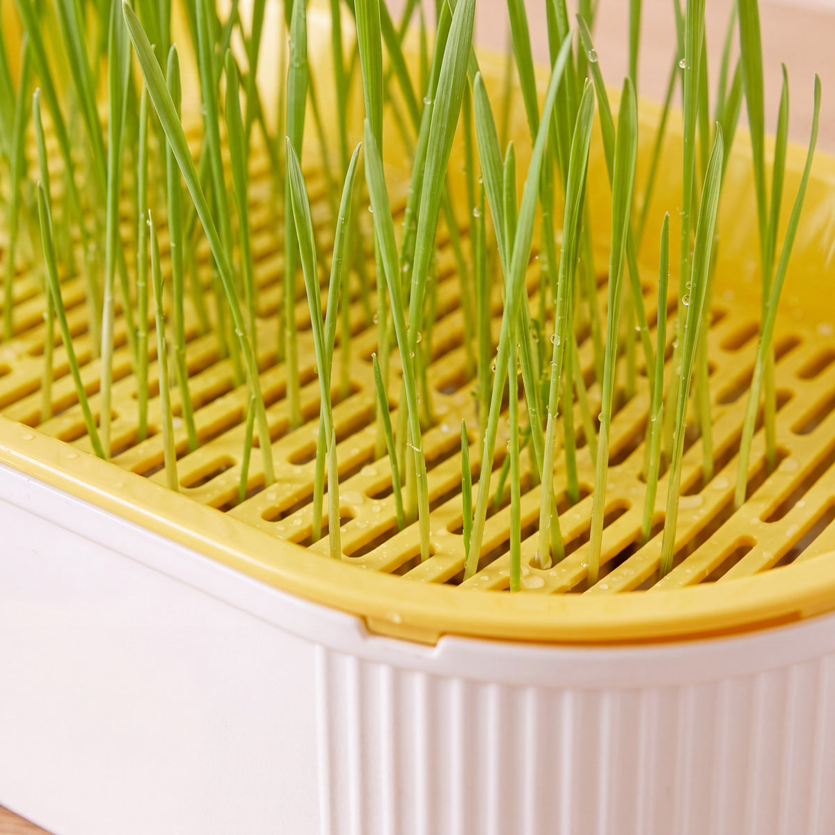 Sprout Cat Grass Box - Yellow - close up