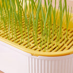 Sprout Cat Grass Box - Yellow - close up