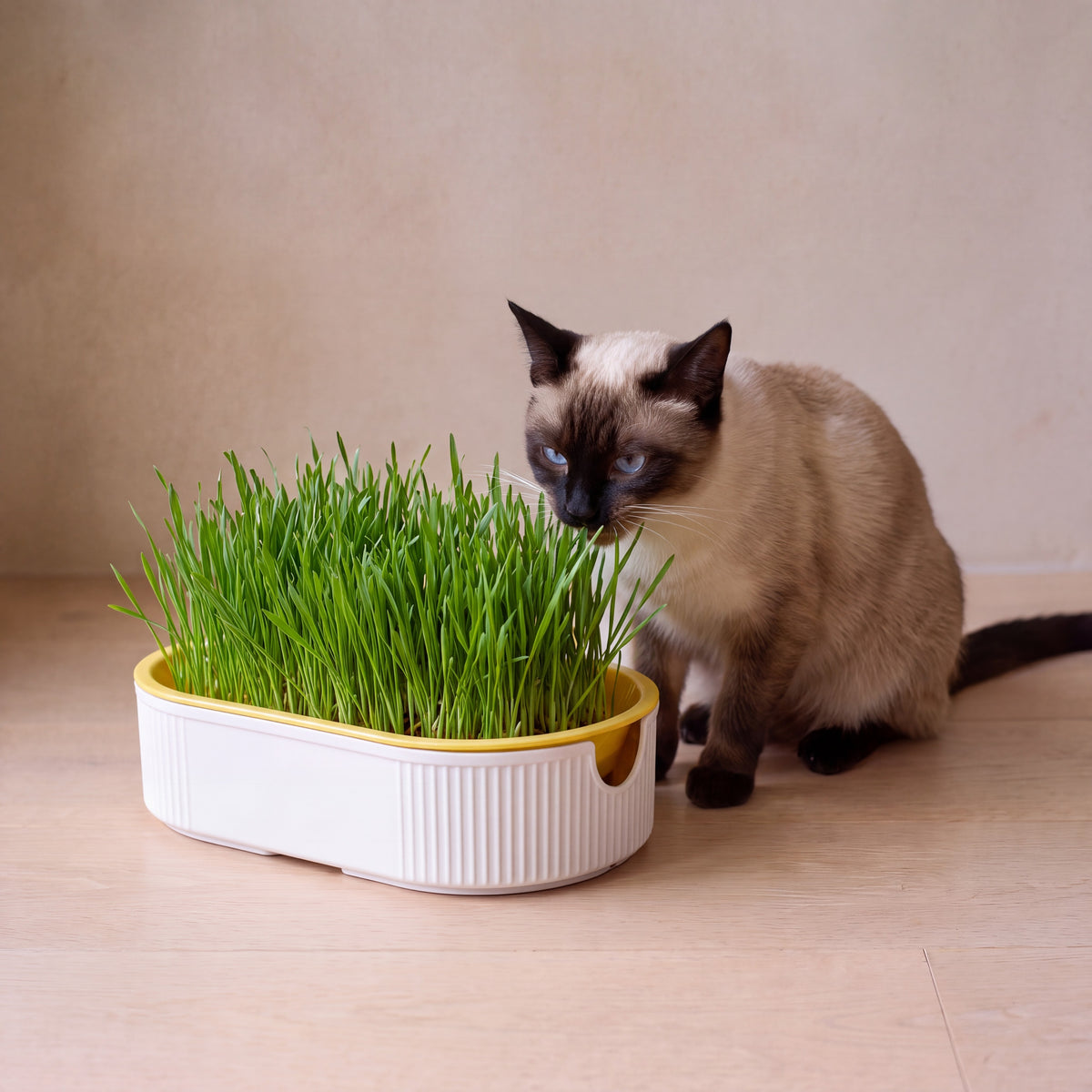 Sprout Cat Grass Box - Yellow - with a cat