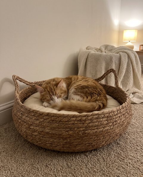 Coil Basket Bed, styled by Purli