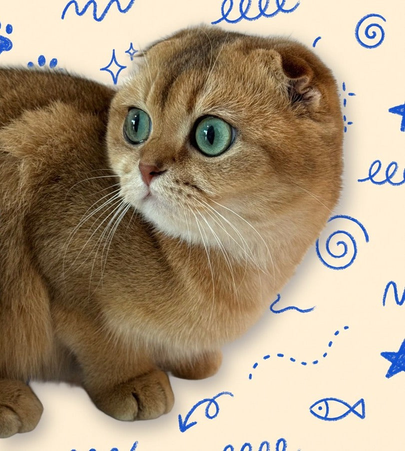 Bambi, Chief Scratch Officer, on a playful blue crayon doodle background